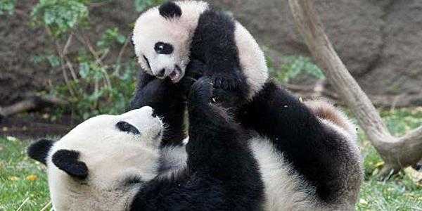 Greenpeace, la Cina dichiara protetto l'habitat del panda gigante