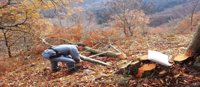 Furto legname: due persone denunciate a Cerisano (cs) [Foto]