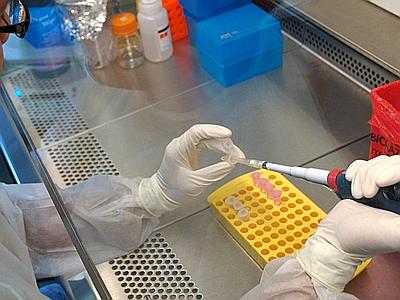 Virus simile alla suina, ricercatori cinesi: "Potrebbe causare prossima pandemia di influenza"
