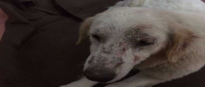 Ferentino, cane randagio picchiato e seviziato: taglia di 5000 euro per individuare i responsabili