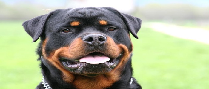 Treviso, bimba di 4 anni aggredita dai Rottweiler dei nonni