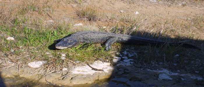 Usa, si tuffa in un lago per sfuggire alla polizia: sbranato da un alligatore