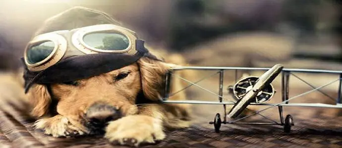 Normative e consigli sul trasporto sicuro di animali all'estero