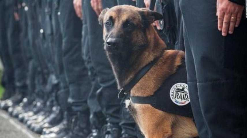 Omaggio al cane poliziotto Diesel ucciso nel raid di Saint-Denis diventa virale sui social