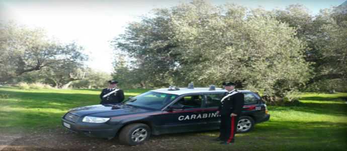 Ladri di olive a Simeri Crichi, 16 denunce dei carabinieri