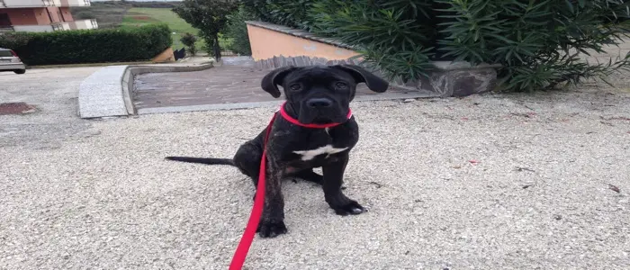 Usa, 100 mila dollari per far clonare il cane