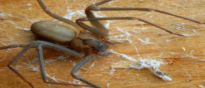 Perù, morso da un ragno mentre era in bagno: 31enne in pericolo di vita