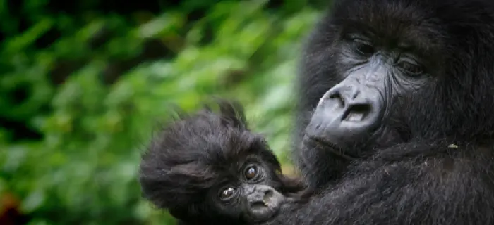 Allarme WWF: l'inquinamento mette a rischio un terzo dei patrimoni mondiali dell'umanità