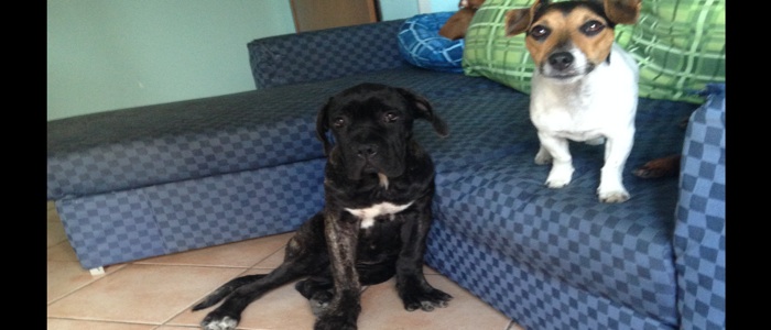 Il cane Corso: un impavido gigante dal cuore tenero