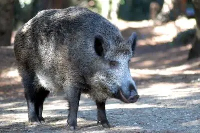 Uomo aggredito e ucciso da un cinghiale in provincia Frosinone