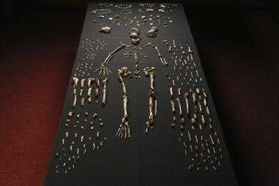 Scoperto in Sudafrica l'Homo naledi, specie umana finora sconosciuta