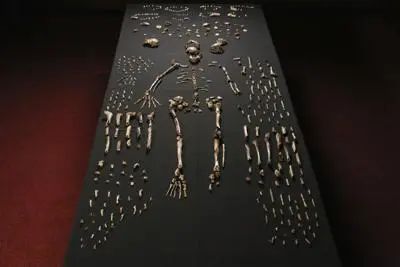 Scoperto in Sudafrica l'Homo naledi, specie umana finora sconosciuta