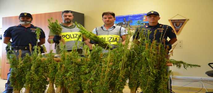 Droga: Catanzaro sequestro 5.730 piante di marijuana [Foto]