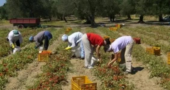 Foggia, muore un altro bracciante: "Forse occultato il corpo"