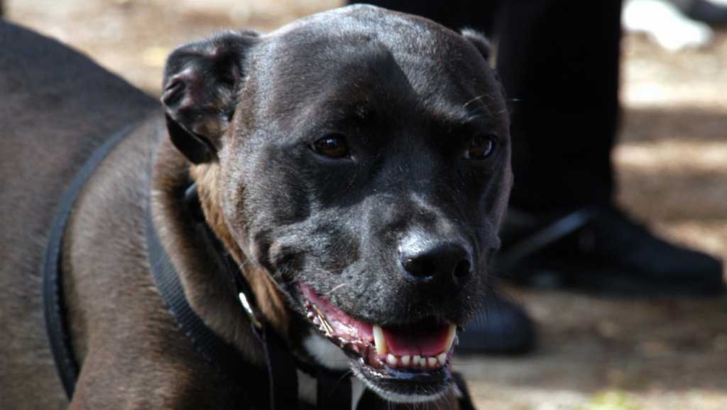 Terrore a Lariano, pitbull stacca il naso a bimba di 7 anni