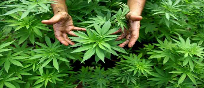 Droga: piantagione cannabis in agrumeto, 3 denunciati a Sibari