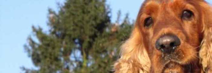 Milano, donna aggredita al parco: salvata dal suo cane