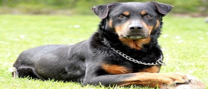 Torino: bimba di 11 anni azzannata da un rottweiler, ora è fuori pericolo