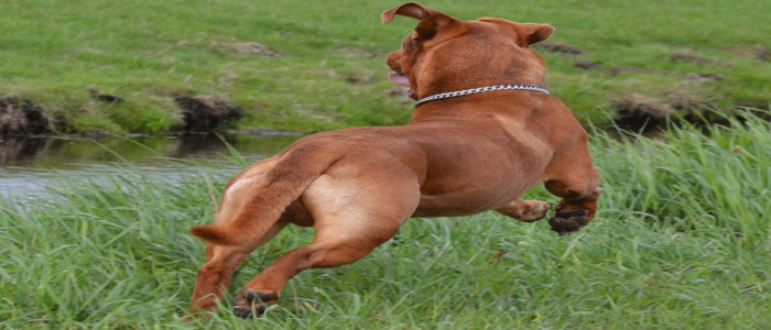 Milano, sevizia la cagnolina della ex per vendetta: aperta un'inchiesta