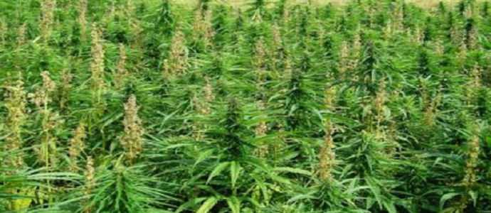 Droga: Gdf sequestra 5 piantagioni marijuana nella Locride