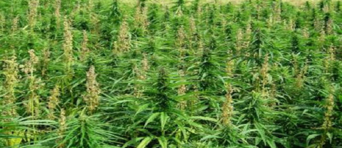 Droga: Gdf sequestra 5 piantagioni marijuana nella Locride