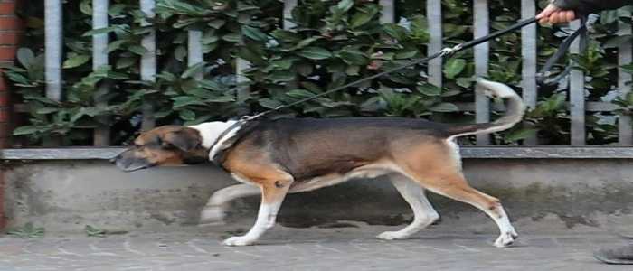 Roma, il vicino si lamenta dei bisogni del cane e lui lo picchia: condannato a 5 anni di reclusione