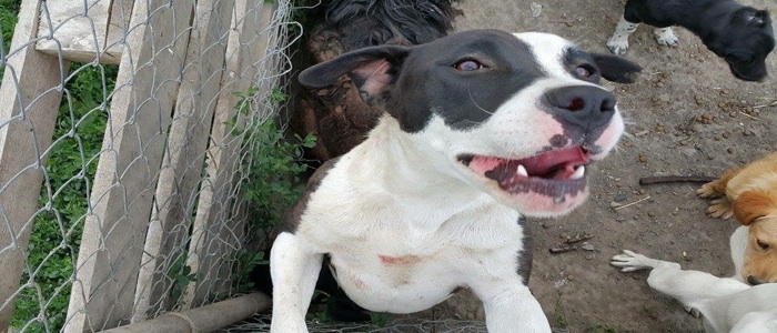 Sos Salviamo i cani della Serbia