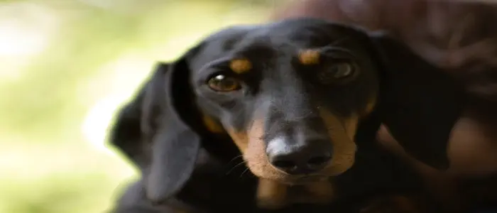 Chiavari, inaugurato il Lido di Fido: la spiaggia attrezzata per cani ed umani