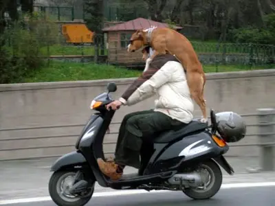 Quando il passeggero della moto è "particolare"