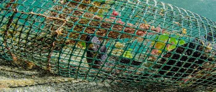 Capri: Capitaneria di porto sequestra nasse da pesca in zone adibite alla balneazione