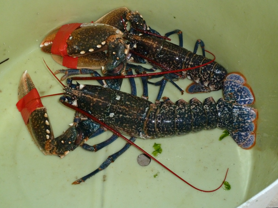 GAC Sardegna Orientale: cronaca della visita in Cornovaglia