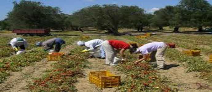 Truffe: documenti falsi per contributi agricoli, denunciato