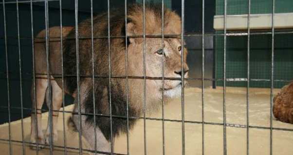 Georgia: uomo sbranato da un leone fuggito da uno zoo