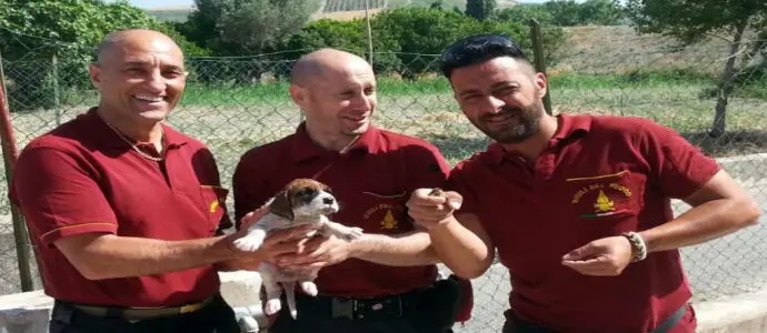 Vigili del Fuoco - Catanzaro: Salvataggio di un cucciolo canino [Foto]