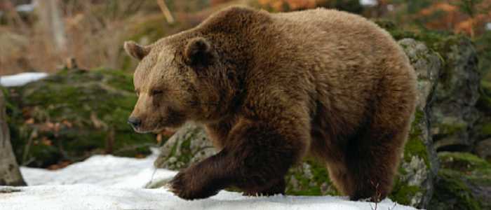 Trento, uomo attaccato da un orso: "Voleva uccidermi"