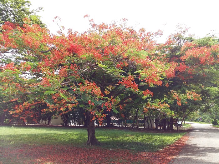 Malinche, la nuvola arancione del Centro-America