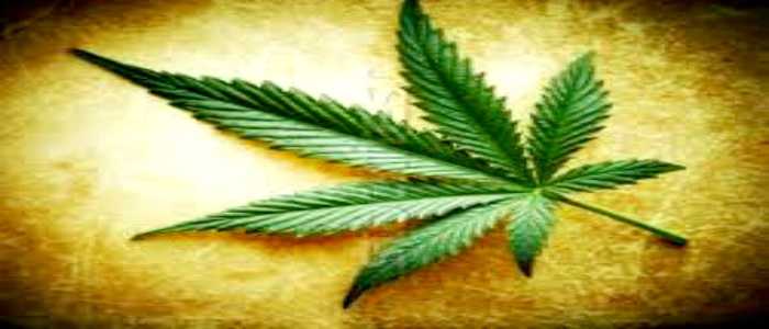 Piemonte, Consiglio Regionale approva la legge per l'uso terapeutico della cannabis