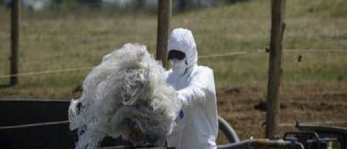 Stati Uniti: buste di antrace spedite per errore. E' allarme