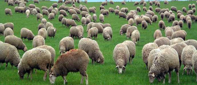 Brucellosi: sequestrato nel Vibonese allevamento ovini e caprini