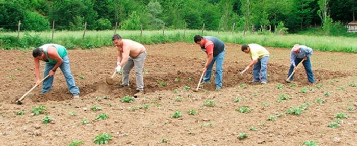 Emigrazione, giovani italiani trattati come schiavi nelle piantagioni australiane