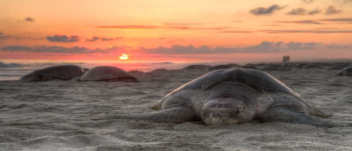 "Sottocosta": a Pescara verranno liberate alcune tartarughe marine