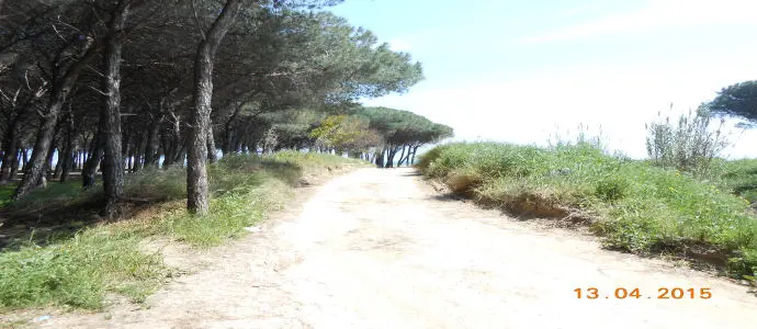Pineta di Giovino, anno zero come al solito