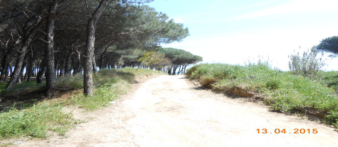 Pineta di Giovino, anno zero come al solito