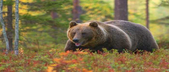 Val di Non, trovato morto l'orso bruno M6: non si esclude l'ipotesi del bracconaggio