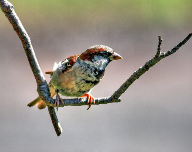 Calendario venatorio 2015/16: preapertura 2 settembre