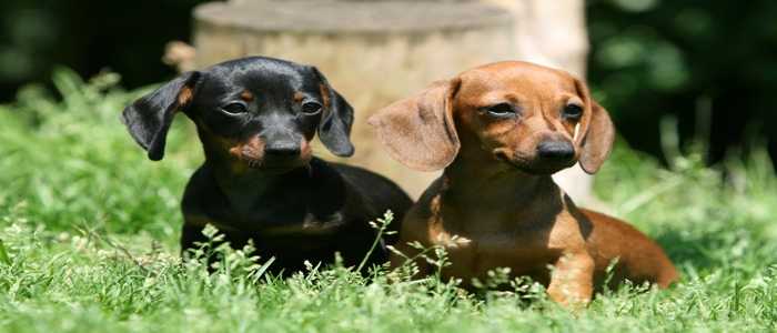 Martellago, sequestrato allevamento abusivo di cani: denunciati i titolari per maltrattamenti