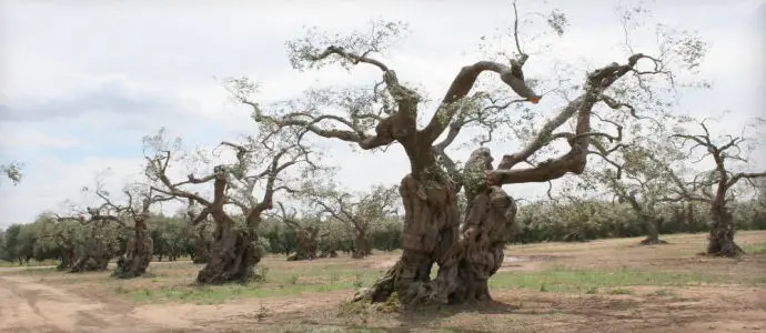 Xylella, deputati Pd: "Silletti ci rassicura su eradicazione selettiva, oggi sì a piano emergenza"