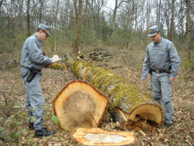 Tutela del patrimonio forestale, sottoscritta la convenzione tra Regione Puglia e Corpo Forestale