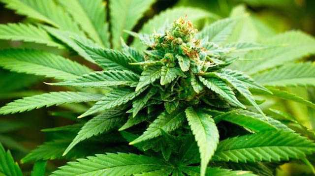 Cannabis, legge bipartisan per la legalizzazione: 60 parlamentari già a lavoro