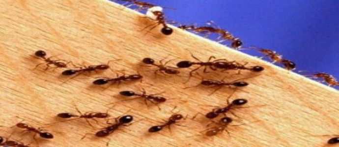 Invasione di formiche in scuola Ricadi, ordinata chiusura